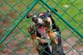 Abandoned and homeless dog in an animal shelter. A sad dog looks behind a metal mesh with sad eyes and is waiting for adoption Royalty Free Stock Photo