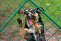 Abandoned and homeless dog in an animal shelter. A sad dog looks behind a metal mesh with sad eyes and is waiting for adoption Royalty Free Stock Photo