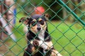 Abandoned and homeless dog in an animal shelter. A sad dog looks behind a metal mesh with sad eyes and is waiting for adoption and Royalty Free Stock Photo