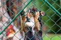 Abandoned and homeless dog in an animal shelter. A sad dog looks behind a metal mesh with sad eyes and is waiting for adoption Royalty Free Stock Photo