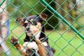 Abandoned and homeless dog in an animal shelter. A sad dog looks behind a metal mesh with sad eyes and is waiting for adoption Royalty Free Stock Photo