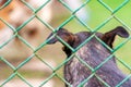 Abandoned and homeless dog in an animal shelter. A sad dog looks behind a metal mesh with sad eyes and is waiting for adoption Royalty Free Stock Photo