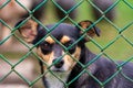 Abandoned and homeless dog in an animal shelter. A sad dog looks behind a metal mesh with sad eyes and is waiting for adoption and Royalty Free Stock Photo