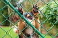 Abandoned and homeless dog in an animal shelter. A sad dog looks behind a metal mesh with sad eyes and is waiting for adoption Royalty Free Stock Photo
