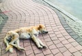 Abandoned homeless dog sleeping on the street Royalty Free Stock Photo