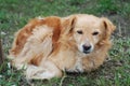 Abandoned Homeless Orange Dog Puppy Sad Lonely lying down over Green Grass