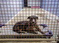 Abandoned homeless shelter dog behind bars at the pound Royalty Free Stock Photo