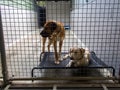 Abandoned homeless shelter dogs behind bars at the pound Royalty Free Stock Photo