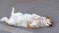 Abandoned homeless stray dog sleeping happily on the street in funny position.