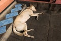 Abandoned homeless stray dog sleeping Royalty Free Stock Photo