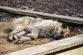 Abandoned homeless stray dog sleeping on the street