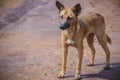 An abandoned, homeless stray dog is standing in the street. Little sad, abandoned dog on local road. Royalty Free Stock Photo