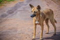 An abandoned, homeless stray dog is standing in the street. Little sad, abandoned dog on local road. Royalty Free Stock Photo