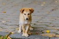 An abandoned, homeless stray dog is standing in the street. Little sad, Royalty Free Stock Photo