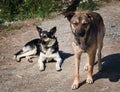 Abandoned, homeless stray dogs on the street. Two sad, lonely dogs on the local road.