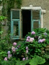 Abandoned house broken window with pink hydrangea flowers