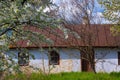 abandoned house facade in small yard, clay walls and wooden door, blur sweet cherry tree blossom, white flower and bud Royalty Free Stock Photo