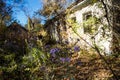 Abandoned house with flowers in Chornobyl Zone