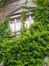 Abandoned house invaded by nature