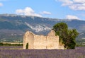 An abandoned house, in a lavander field