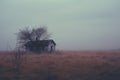an abandoned house in the middle of a field Royalty Free Stock Photo