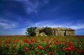 Abandoned house in the middle of a field of poppie Royalty Free Stock Photo