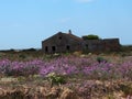 Abandoned House With Pink Flowers On Ilha De Culatra Portugal