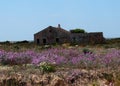 Abandoned House With Pink Flowers On Ilha De Culatra Portugal