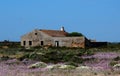 Abandoned House With Pink Flowers On Ilha De Culatra Portugal