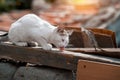 Abandoned hungry street cat living in ruined slums eating meat Royalty Free Stock Photo