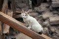 Abandoned hungry street cat living in ruined slums looking for some food in Hamamonu, Ankara. Royalty Free Stock Photo