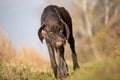 Abandoned hunting dog, a short-haired German pointer, once a successful hunter, and now thin, hungry and tired of wandering,