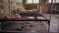 abandoned kindergarten with metal beds, dirty