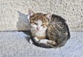 Abandoned kitten Royalty Free Stock Photo