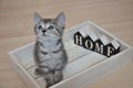 Abandoned kitten looking for her new home Royalty Free Stock Photo