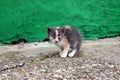 Abandoned kitten Royalty Free Stock Photo