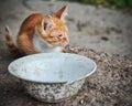 Homeless, sick, hungry red kitten at an empty bowl