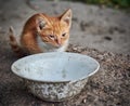 Homeless, sick, hungry red kitten at an empty bowl