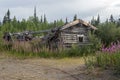 Abandoned log cabin in the Silver City ghost town surrounded by purple flowers, Yukon Territory, Canada Royalty Free Stock Photo