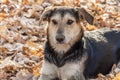 Abandoned loneley dog in autumn park Royalty Free Stock Photo