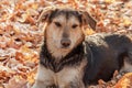 Abandoned loneley dog in autumn park Royalty Free Stock Photo
