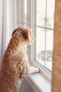 Abandoned lonely red haired dog looking out of the window
