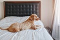 Abandoned lonely red haired dog lying on bed in bedroom