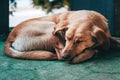 Abandoned lonely stray dog sleeping on the city street