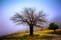 Abandoned and lonely tree in mountains shrouded in mist Royalty Free Stock Photo