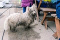 An abandoned or lost dog asks for food from people. Unhappy stray dog. Wet, dirty white dog on the street. Starving