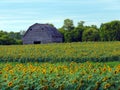 Abandoned Manitoba Barn beyond sunflower field