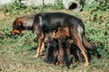 Abandoned mother dog feeding her puppies. Dog population out of control. Spay and Neuter themed image Royalty Free Stock Photo