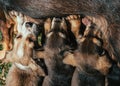 Abandoned mother dog feeding her puppies. Dog population out of control. Spay and Neuter themed image