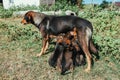 Abandoned mother dog feeding her puppies. Dog population out of control. Spay and Neuter themed image